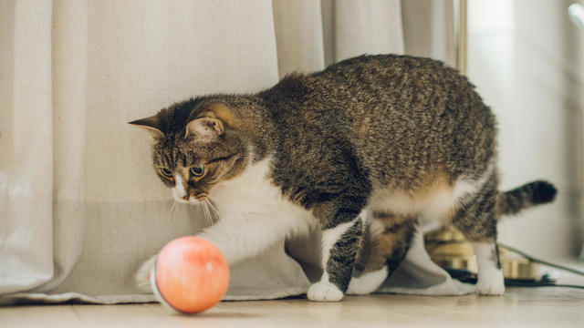 Cat playing with ball at home 