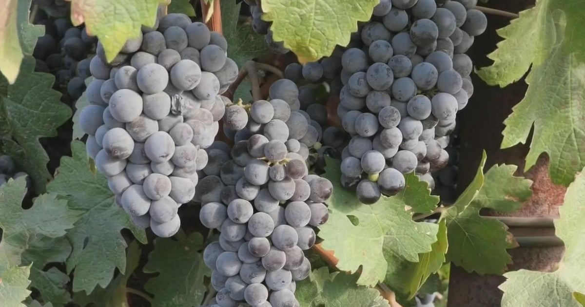 Changing temperatures put pressure on Lodi grape growers CBS Sacramento