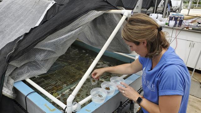 Coral Restoration Transport 