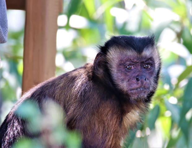 katie-capuchin-monkey-denver-zoo.jpg 