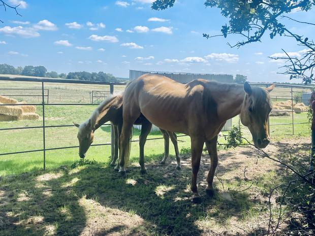 fort-worth-dump-horses.jpg