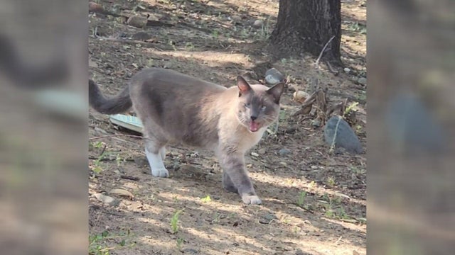 lost-cat-yellowstone-returns-to-california.jpg 