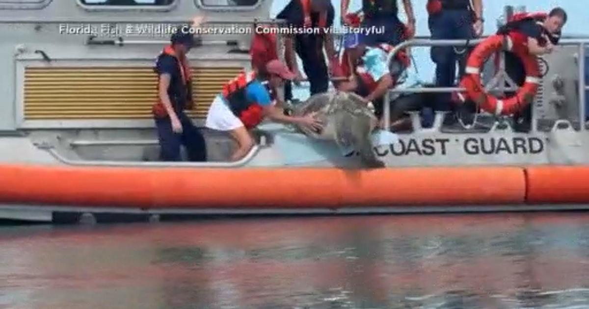 Rescued green sea turtle released back into the ocean off of Key West