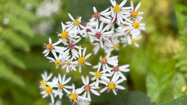 iPhone 16 Pro Max Review