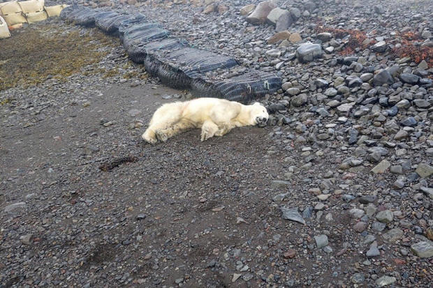 A polar bear was spotted on the shores of Iceland for the first time in 8 years. It was shot dead by police.