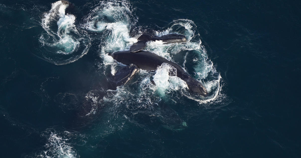 Unusual sighting of endangered right whales off New York has scientists concerned