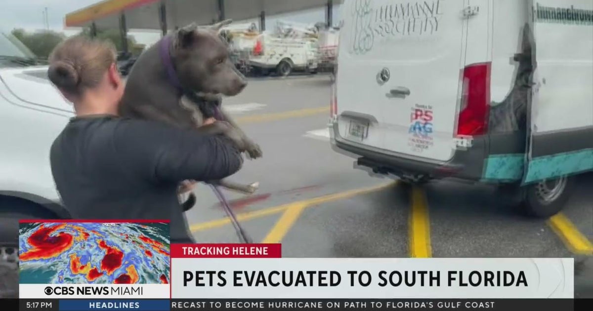 Pets in path of storm evacuated to South Florida - CBS Miami
