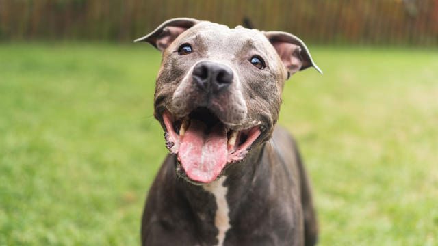 Pit bull dog playing and having fun in the park. Green grass, wooden stakes around. Selective focus 