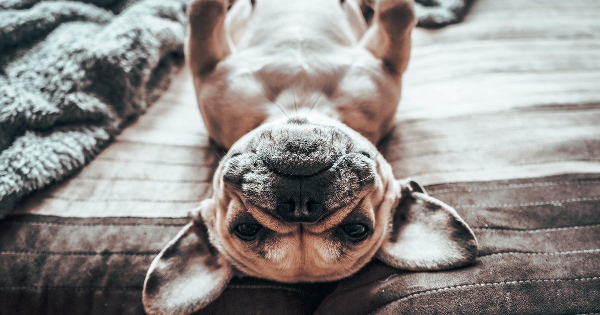 Uyuşturucu kaçakçıları, 1,4 milyon dolar ödeme emri verilen Fransız Bulldog'un fotoğrafını gönderdikten sonra yakalandı