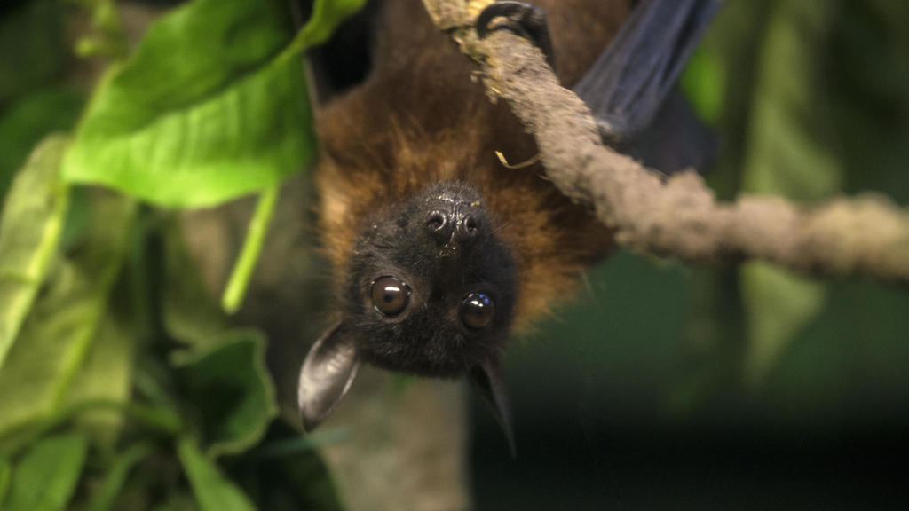 Minnesotan dies after rabies exposure from bat, health officials say