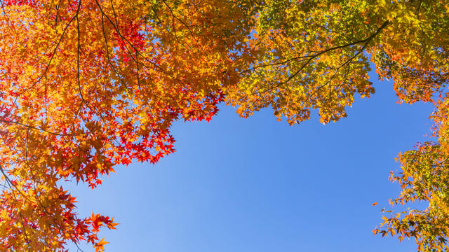 Sunlight Through Autumn Leaves In The Forest 