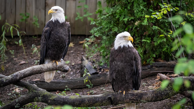 bald-eagles.jpg 