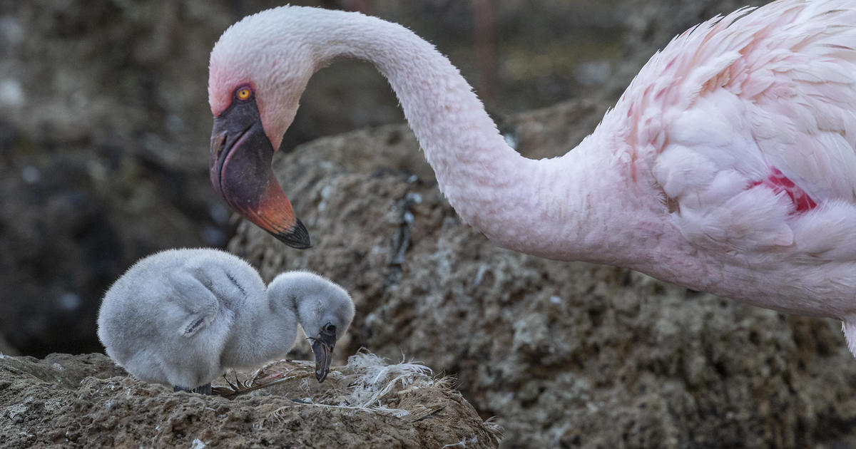 Same-sex foster parents raising flamingo chick at San Diego Zoo