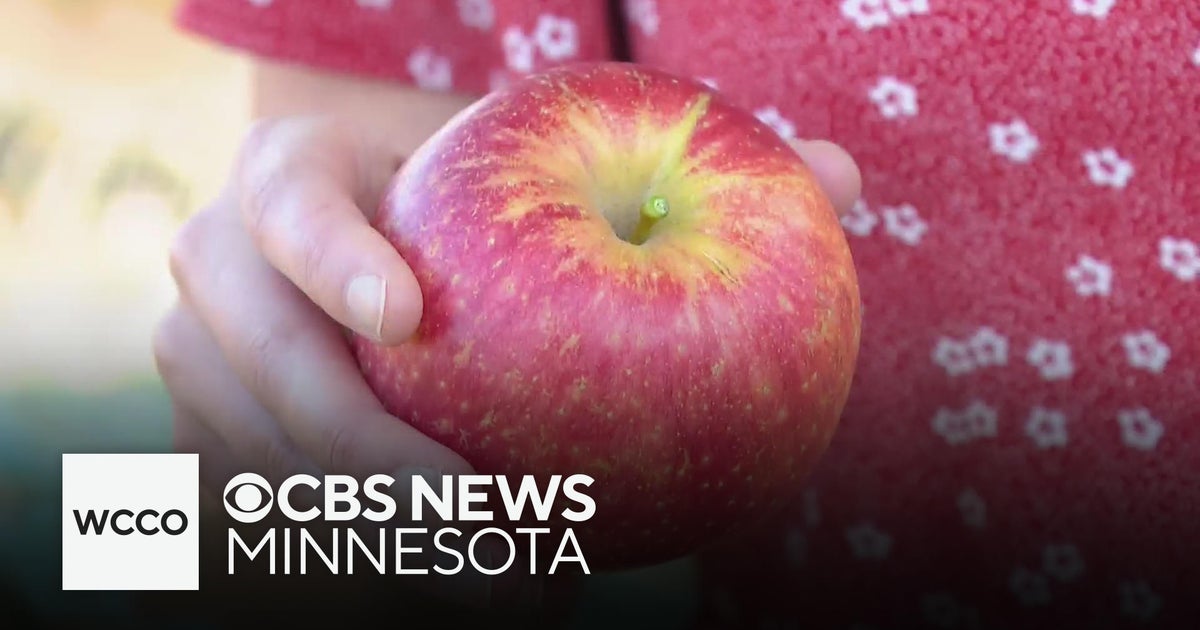Minnesota apple farmers celebrate great growing season - CBS Minnesota