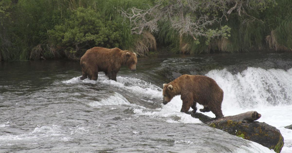 Bear death caught on camera postpones Fat Bear Week plans