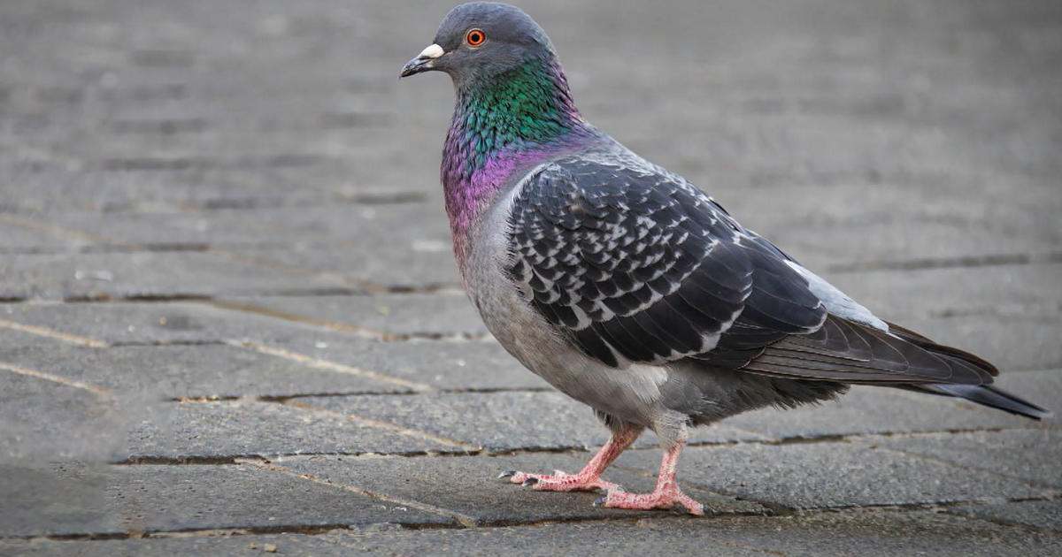 Mornings Memory: The great NYC pigeon debate of 1963