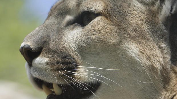 Mountain Lion Side Profile 