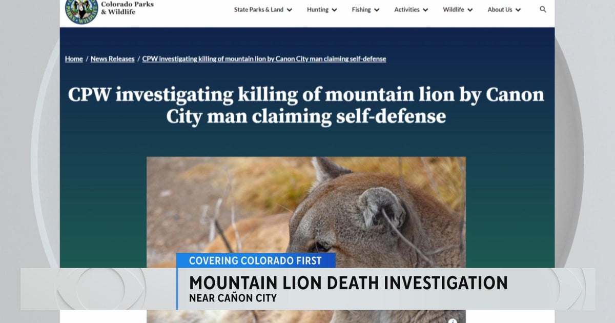 Colorado Parks and Wildlife investigate killing of mountain lion in ...