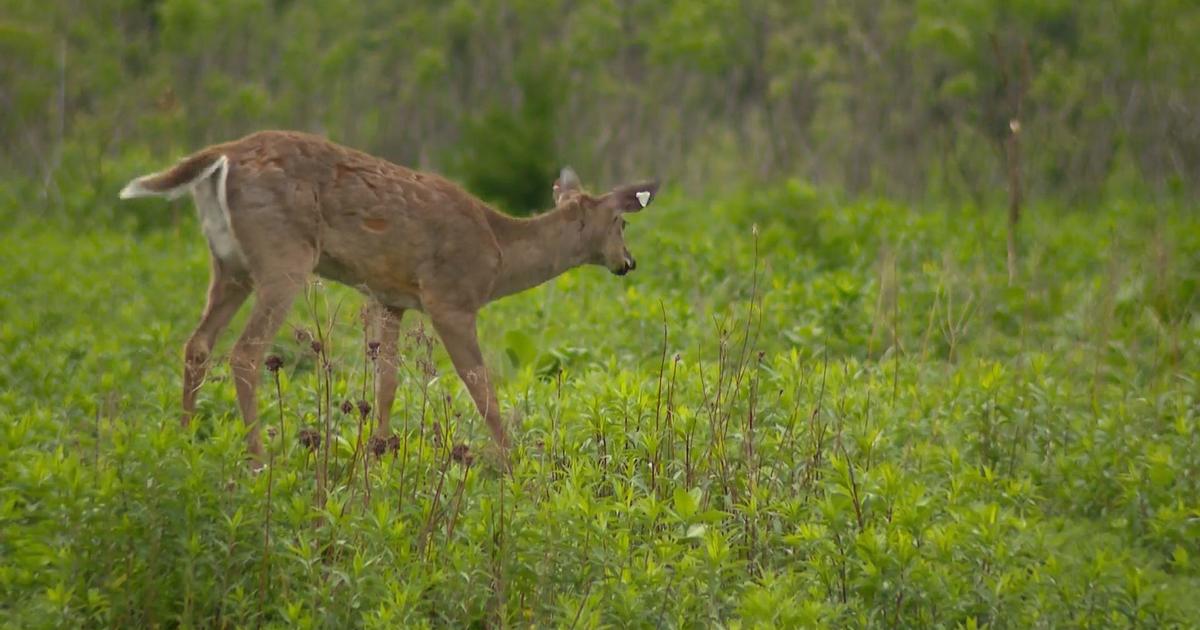 Disease affecting deer population on the rise throughout Michigan, officials say