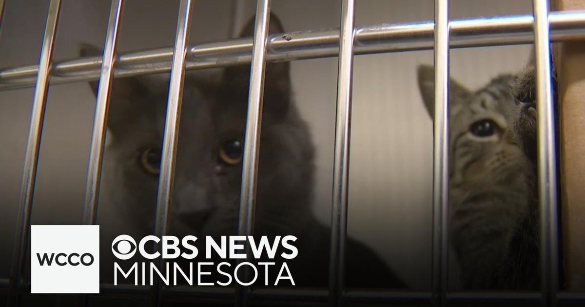 Animal Humane Society seeking donations after rescuing 55 cats - CBS ...