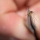 Health leaders urging Minnesotans to guard off West Nile virus 