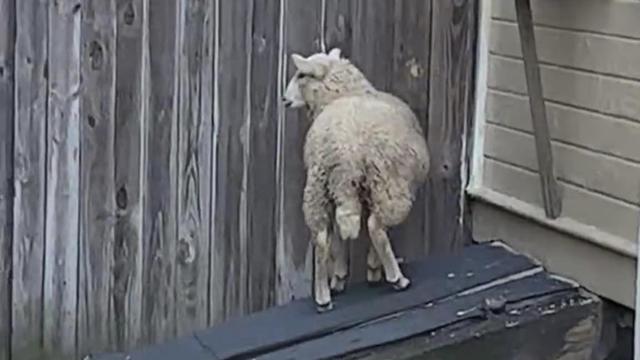 runaway-sheep.jpg 