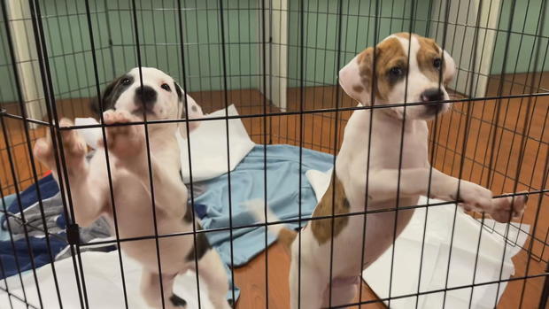 Puppies rescued after Hurricane Helene 