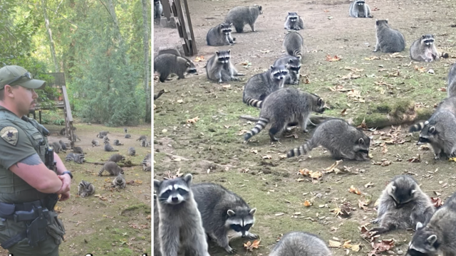 Raccoons surrounded a Washington home 