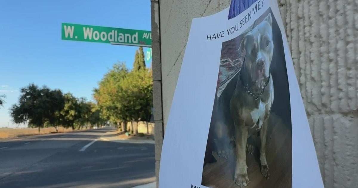 Community rallies to help find dog missing for ten days after Woodland crash
