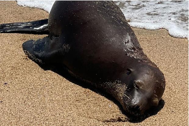 bolsa-chica-sea-lion-shot.jpg 