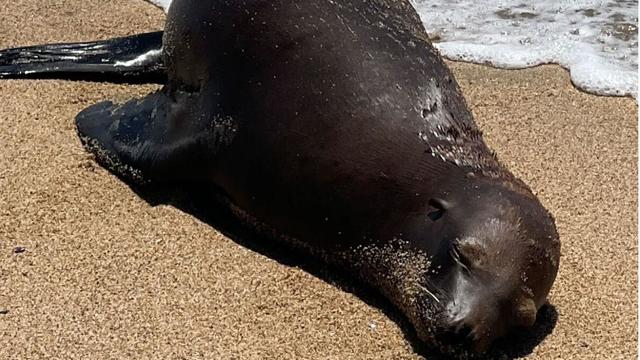 bolsa-chica-sea-lion-shot.jpg 