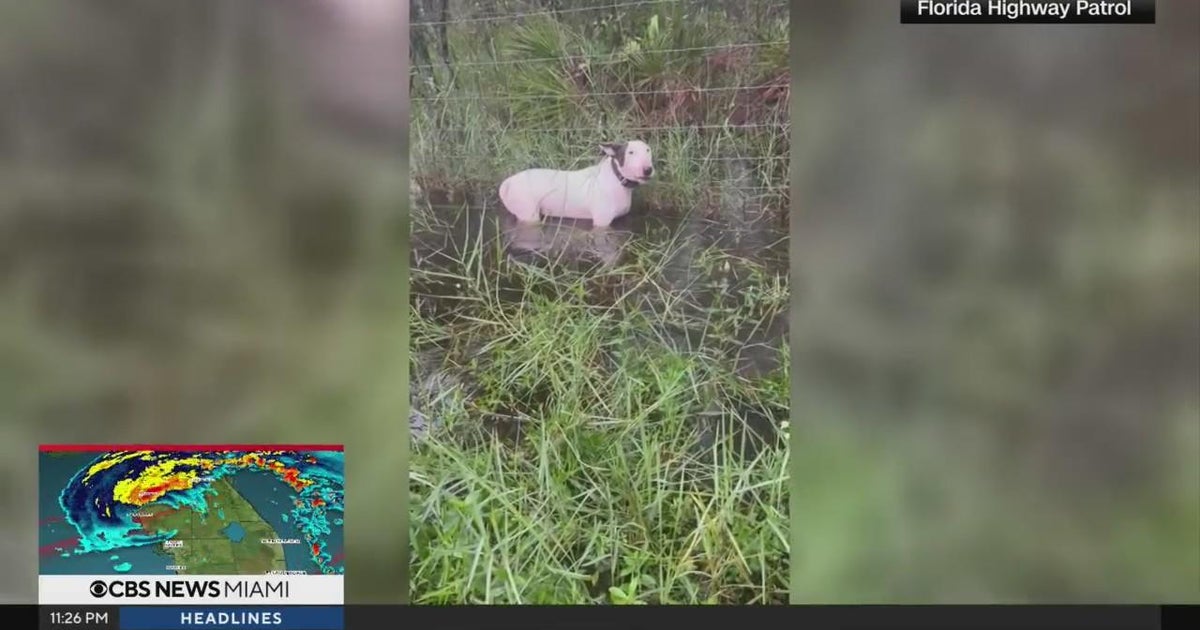Florida trooper saves dog tied to pole during Hurricane Milton ...
