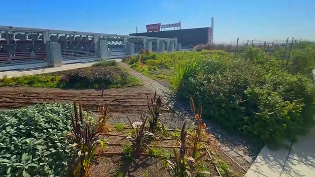 The Faithful Farm on the roof Levi's Stadium