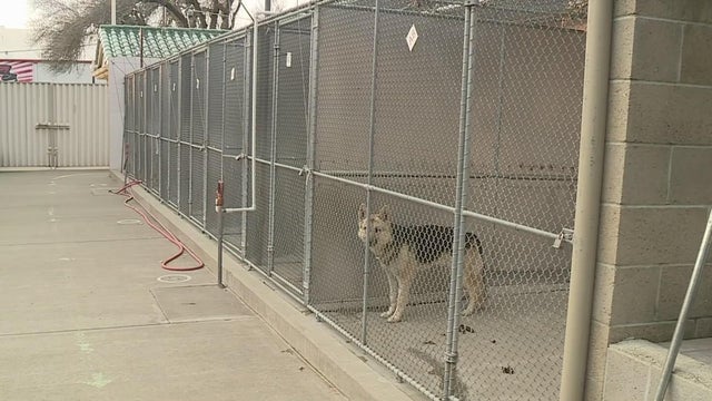 front-street-animal-shelter.jpg