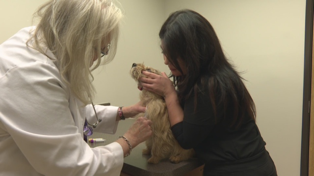 Veterinarian examines the pet 