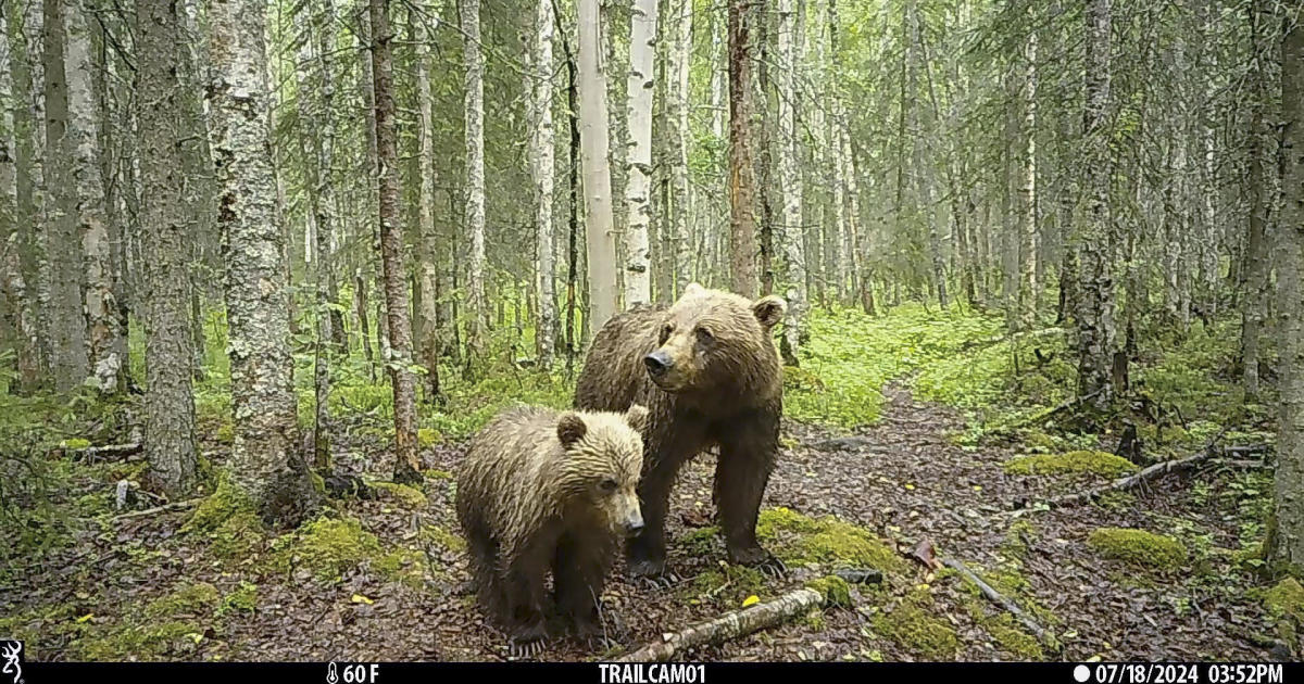 Trail cameras capture the magical and violent world of Alaska's wildlife