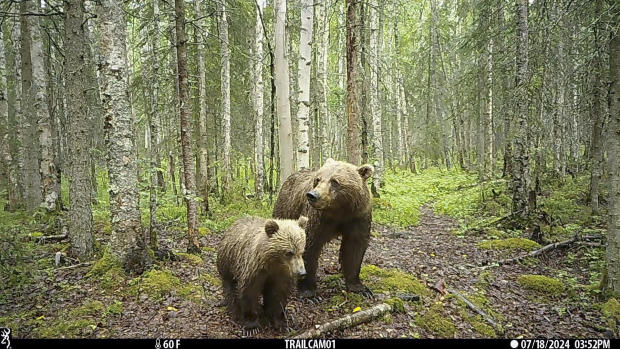 Business City News This image made from video provided by Donna Gail Shaw shows a view from a trail camera of a brown bear and cub on July 18, 2024, in Anchorage, Alaska. 