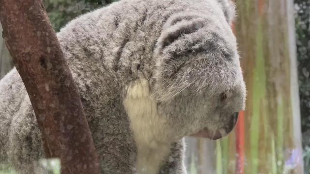 Koala at the SF Zoo 