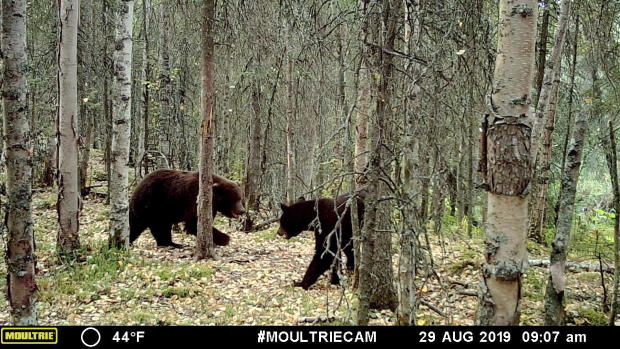 This image made from video provided by Donna Gail Shaw shows a view from a trail camera of a brown bear and a black bear on Aug. 29, 2019, in Anchorage, Alaska. 