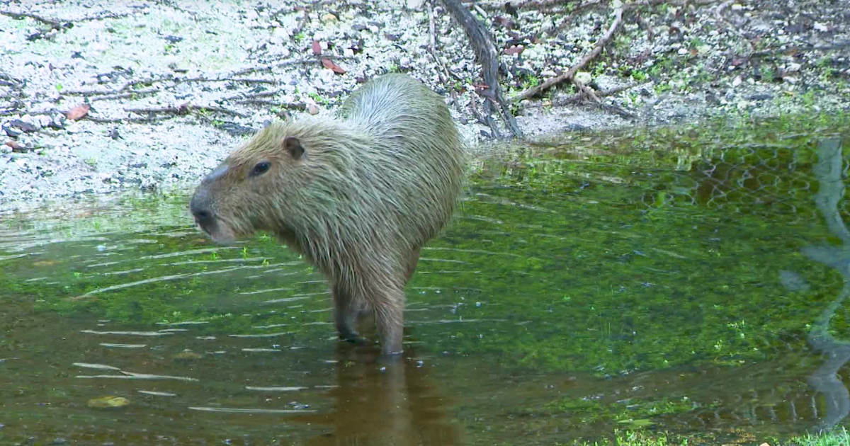 Rescue animals, inmates find unlikely bond at Monroe County Sheriff’s Office Animal Farm Rescue animals, inmates find unlikely bond at Monroe County Sheriff’s Office Animal Farm