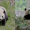Giant pandas arriving at National Zoo after agreement with China lapsed last year