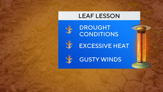 jl-fa-leaf-lesson-bad.png 