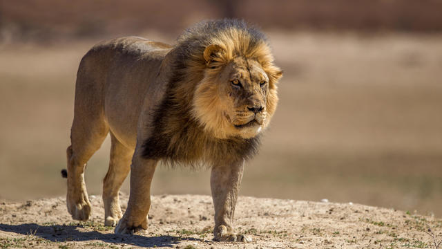 Lions maul worker to death as she goes to clean cages at safari park, Crimea officials say