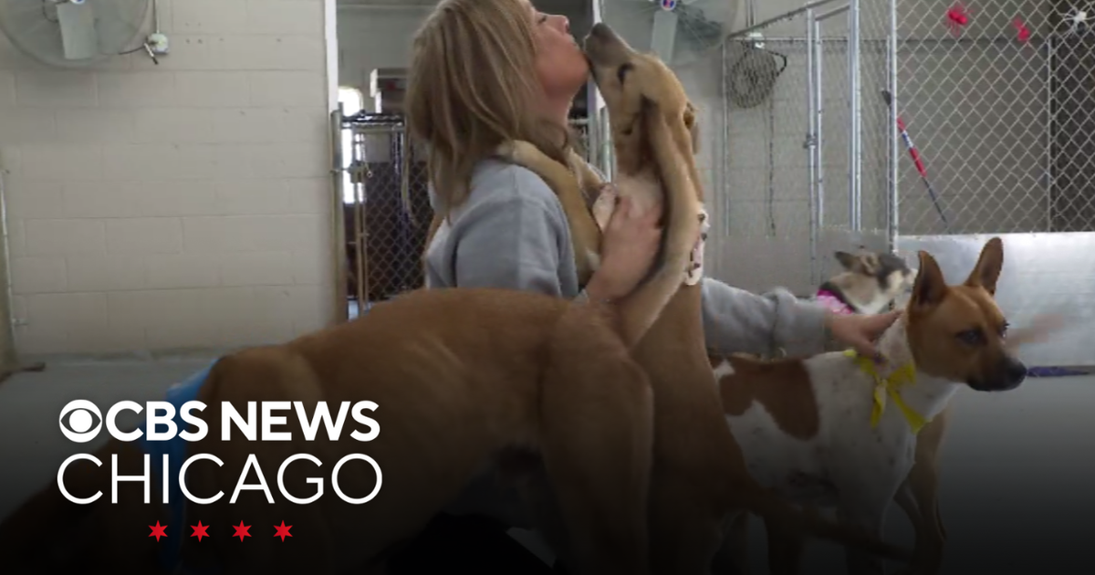 10 dogs evacuated from Florida hurricane taken in by Chicago area ...