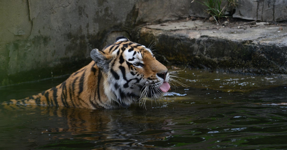 Kırım yetkilileri, safari parkındaki kafesleri temizlemeye giden işçiyi aslanların öldüresiye dövdüğünü söyledi