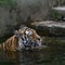 Lions kill zookeeper as she went to clean cages, officials say