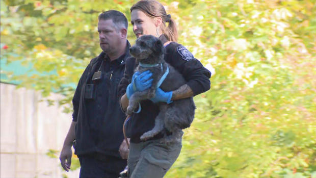 Middleboro dogs rescued 