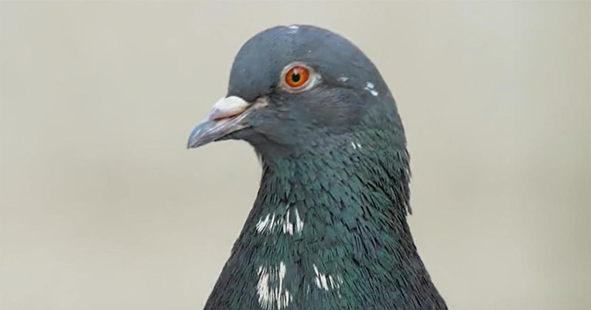 What you never knew about pigeons