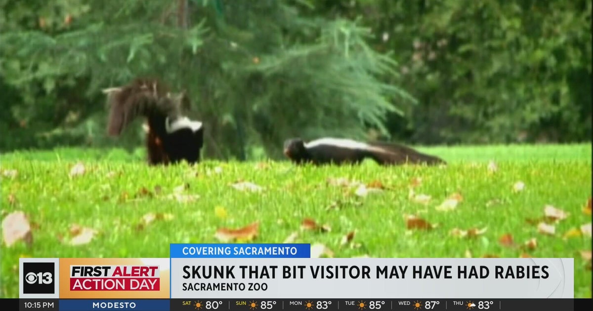 Skunk that bit Sac Zoo visitor may have had rabies