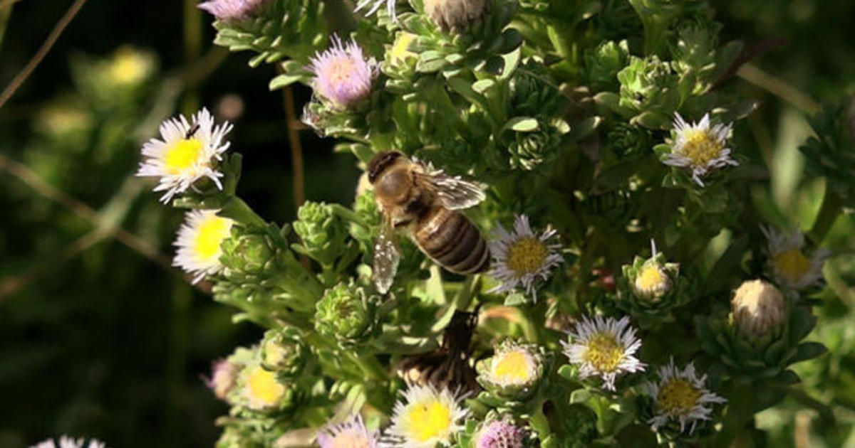 How honeybees can be used to collect environmental data